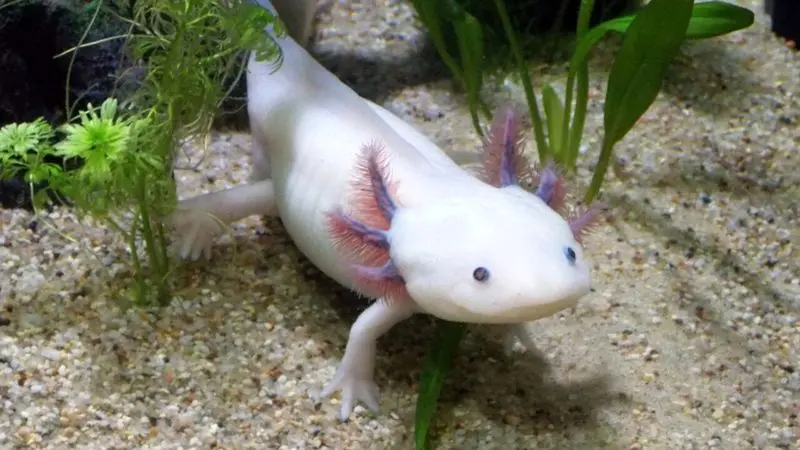 حیوانات ابرقهرمان