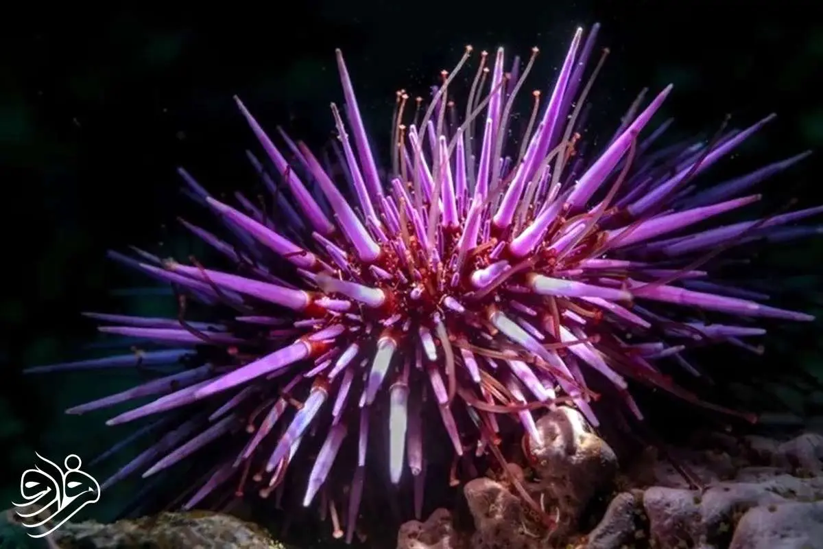 تمام بدن این جلبک دریایی «مغز» است!