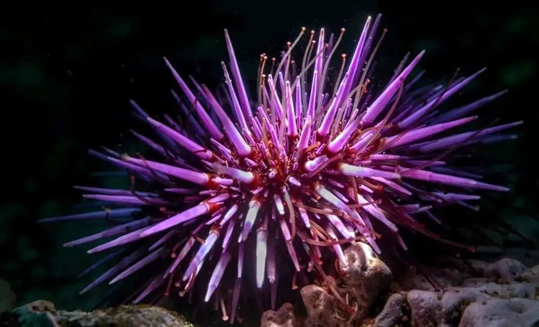 تمام بدن این جلبک دریایی «مغز» است!