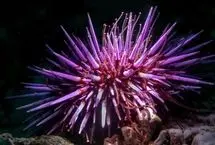 تمام بدن این جلبک دریایی «مغز» است!