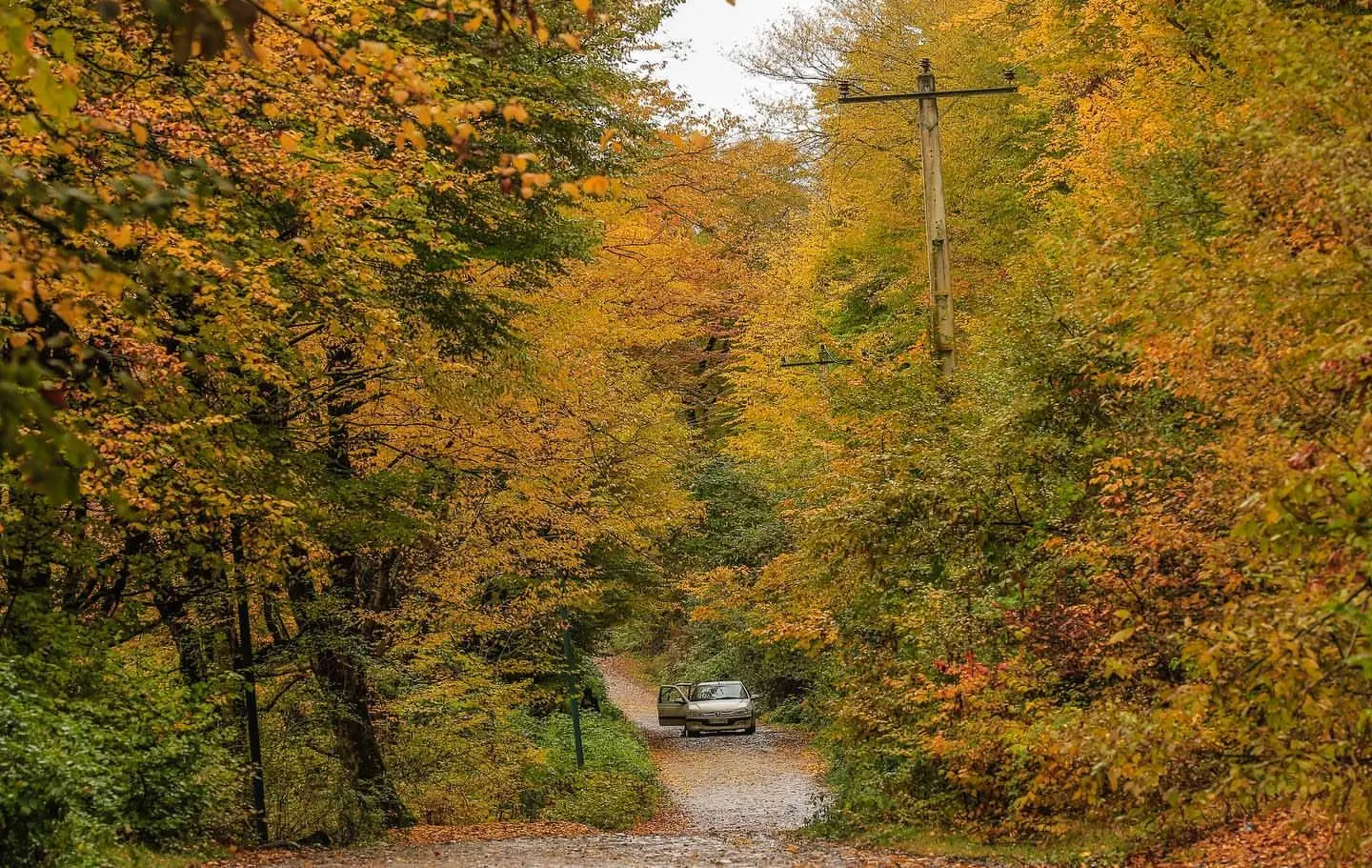 ورود گردشگران به جنگل‌های سوادکوه ممنوع شد/ علت چیست؟