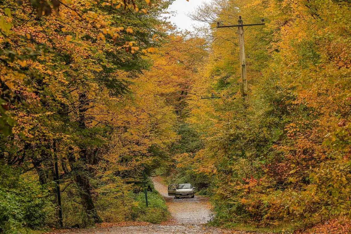 ورود گردشگران به جنگل‌های سوادکوه ممنوع شد/ علت چیست؟