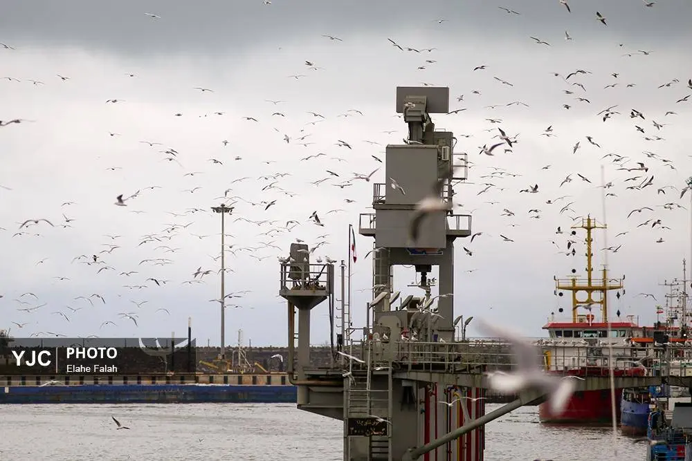 تصاویر؛ کاکایی‌ها؛ تماشایی‌ترین رفت‌وآمد زمستانی انزلی 19