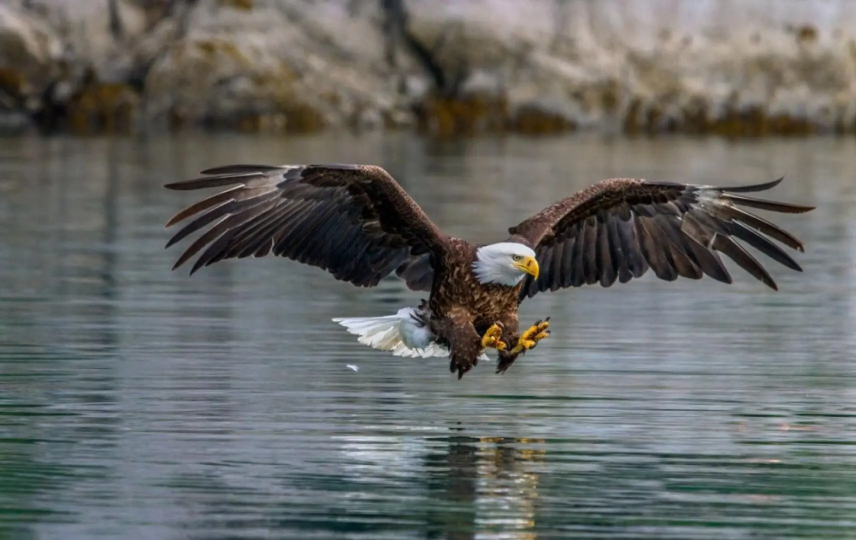 روش متفاوت یک عقاب برای مهار طعمه