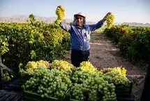 تصاویر؛ شهر انگور ایران کجاست؟