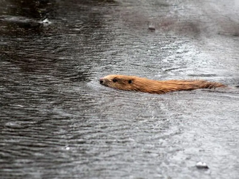 سمورهای آبی
