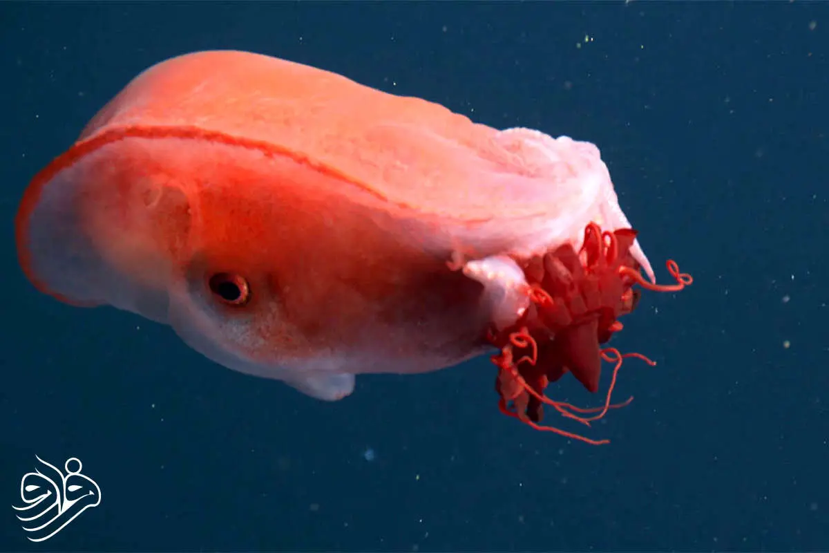 کشف هشت پایی که هفت دست دارد!