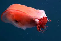 کشف هشت پایی که هفت دست دارد!