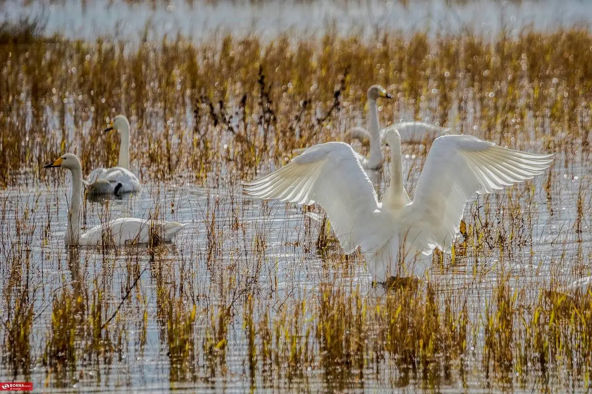 تصاویر؛ سرخرود مازندران میزبان قو‌های آوازخوان 16