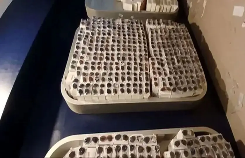 سلطان عینک بازداشت شد