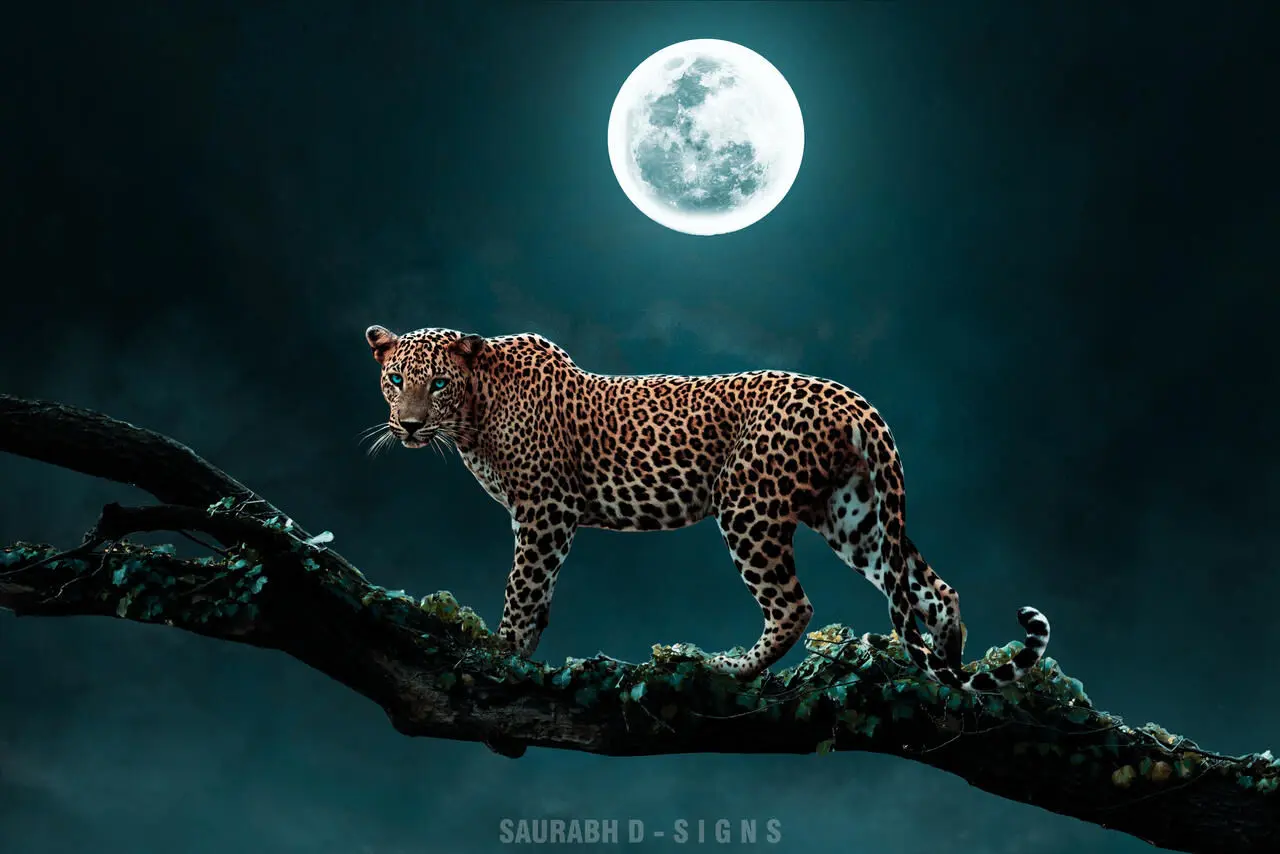 عکس؛ هزاران ستاره بر فراز پلنگی آرام در دل شب