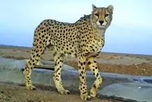 یوز آسیایی دوباره به خراسان جنوبی برگشت
