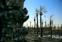 تصاویر؛ نخلستان منیوحی پس از آتش‌سوزی