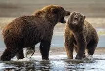 ببینید؛ نمایش زنده مبارزه دو خرس برای گردشگران خوش‌شانس