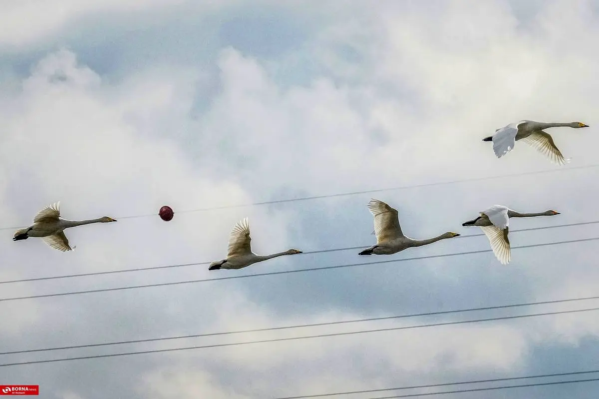 تصاویر؛ سرخرود مازندران میزبان قو‌های آوازخوان 19