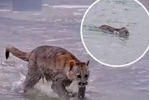 لحظه دیدنی عبور مادر پوما و توله‌هایش از رودخانه