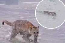 لحظه دیدنی عبور مادر پوما و توله‌هایش از رودخانه
