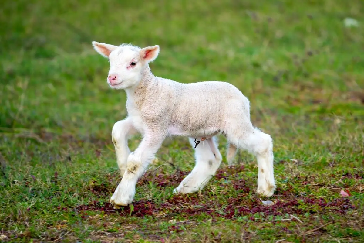 دوستی عجیب گرگ و بره