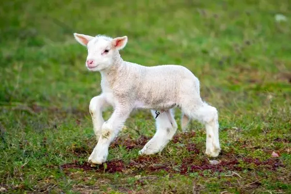 دوستی عجیب گرگ و بره