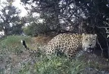 علامت گذاری پلنگ ایرانی در پارک ملی گلستان