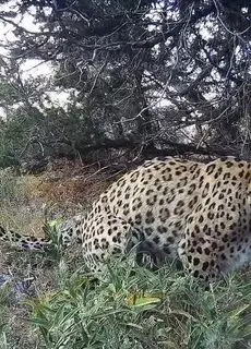 علامت گذاری پلنگ ایرانی در پارک ملی گلستان