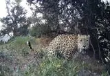 علامت گذاری پلنگ ایرانی در پارک ملی گلستان