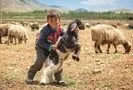 راز کره خوش‌عطر کوهستان‌های ایران