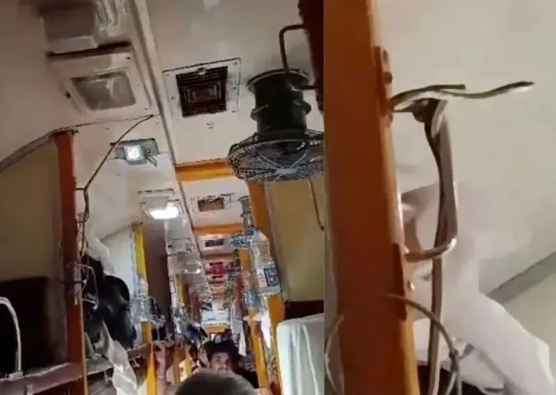 شاه‌کبرا