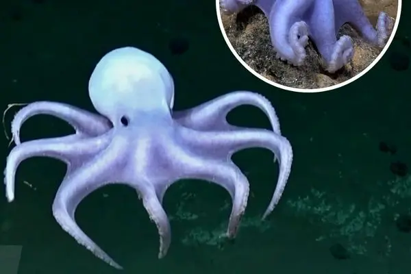 اختاپوس شبح‌وار با ظاهر شفاف و سفید