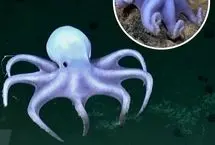 اختاپوس شبح‌وار با ظاهر شفاف و سفید