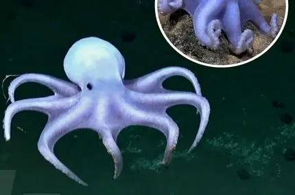 اختاپوس شبح‌وار با ظاهر شفاف و سفید