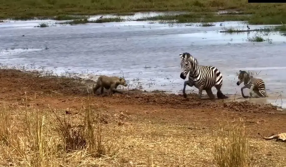 گورخر شجاع بچه‌اش را از حملات پلنگ نجات داد