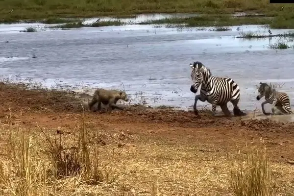 گورخر شجاع بچه‌اش را از حملات پلنگ نجات داد