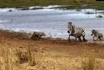 گورخر شجاع بچه‌اش را از حملات پلنگ نجات داد