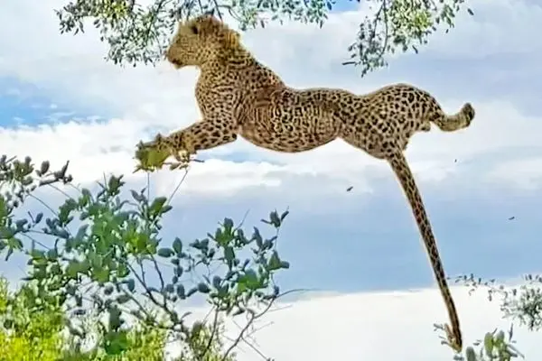 سقوط ۶متری پلنگ درمیان درگیری خطرناک