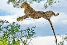 سقوط ۶متری پلنگ درمیان درگیری خطرناک