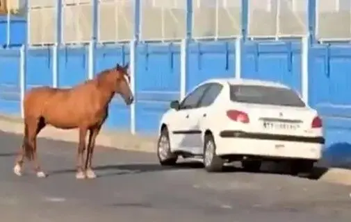 ماجرای اسب‌های سرگردان مقابل کمپ باشگاه استقلال چه بود؟
