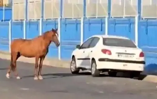 ماجرای اسب‌های سرگردان مقابل کمپ باشگاه استقلال چه بود؟
