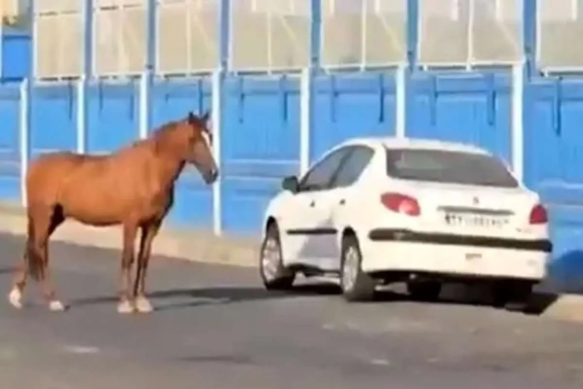 ماجرای اسب‌های سرگردان مقابل کمپ باشگاه استقلال چه بود؟
