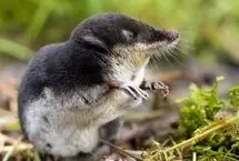 کشف یک پستاندارد مینیاتوری به اندازه یک حبه قند!