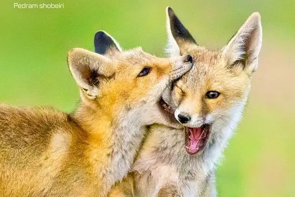 تصاویر؛ بازیگوشی توله روباه‌ها در لشگردر