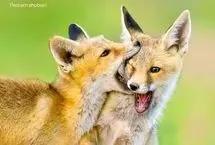 تصاویر؛ بازیگوشی توله روباه‌ها در لشگردر