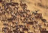 گله‌ای بزرگ از قوچ‌های اوریال