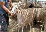 فرار گوسفند عید قربان روی پشت‌بام