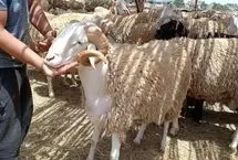 فرار گوسفند عید قربان روی پشت‌بام