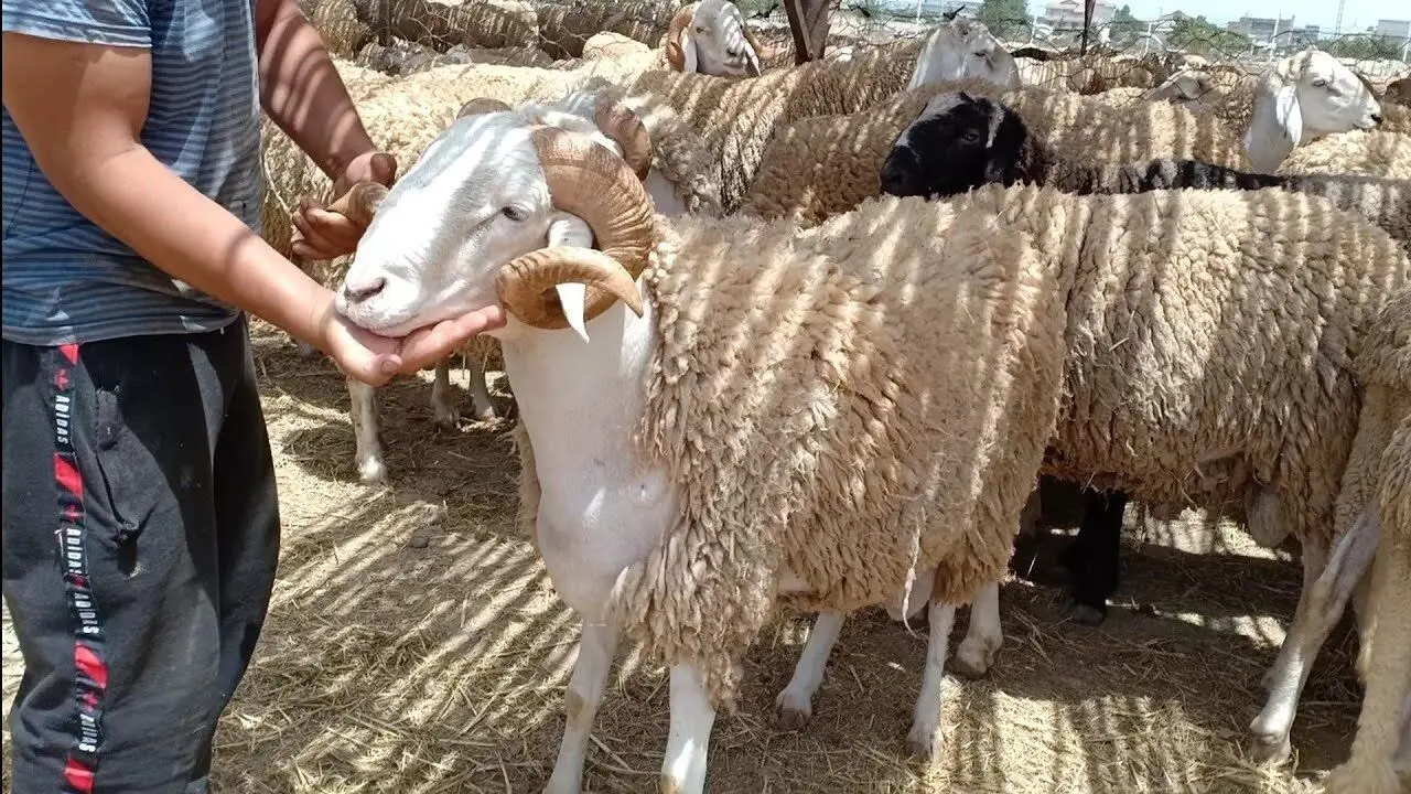 فرار گوسفند عید قربان روی پشت‌بام
