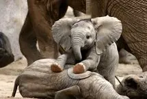 وقتی بچه‌فیل از پا افتاد