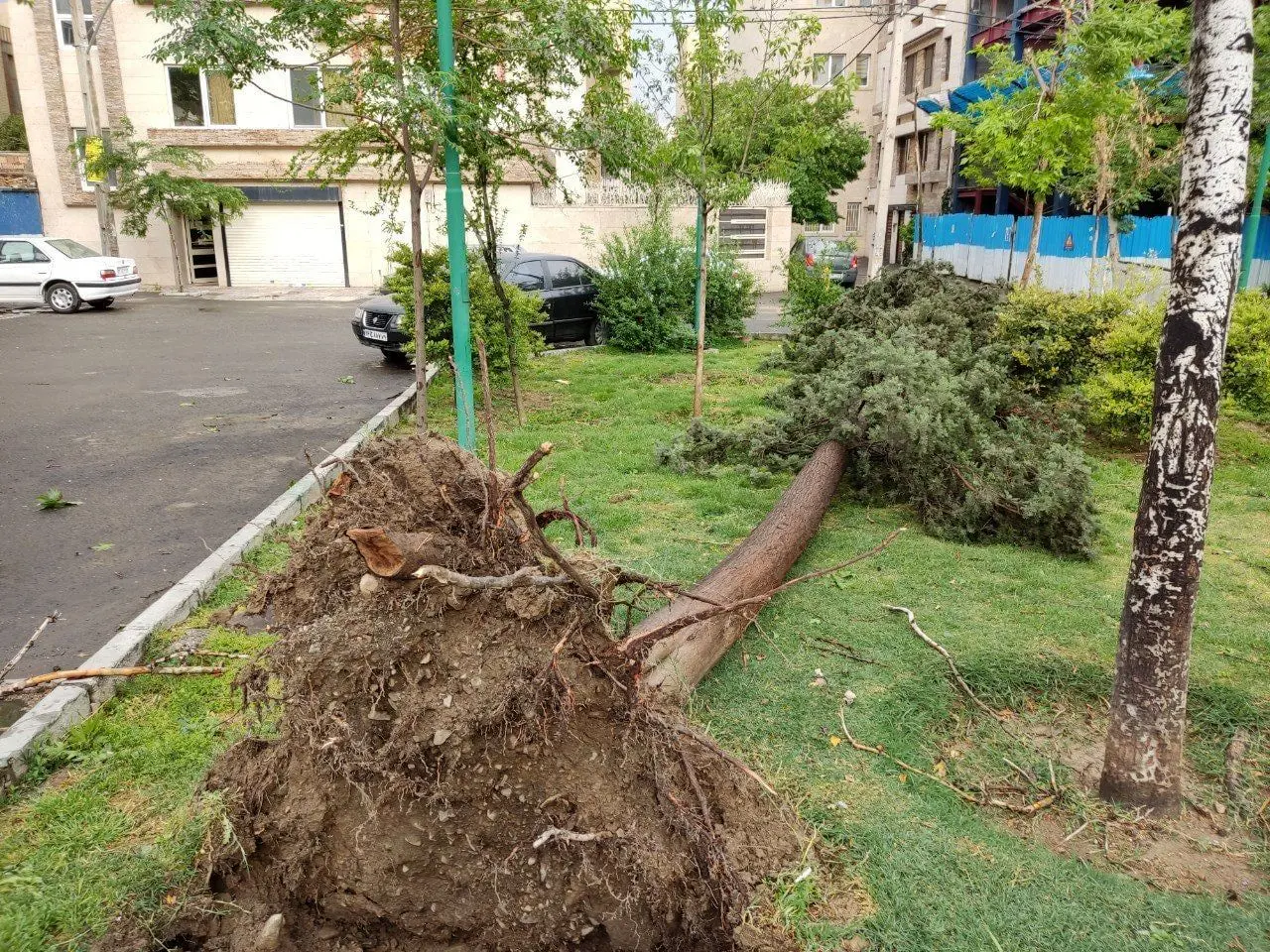رفع خطر درختان شکسته‌شده ناشی از طوفان شب گذشته تهران
