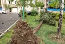 رفع خطر درختان شکسته‌شده ناشی از طوفان شب گذشته تهران
