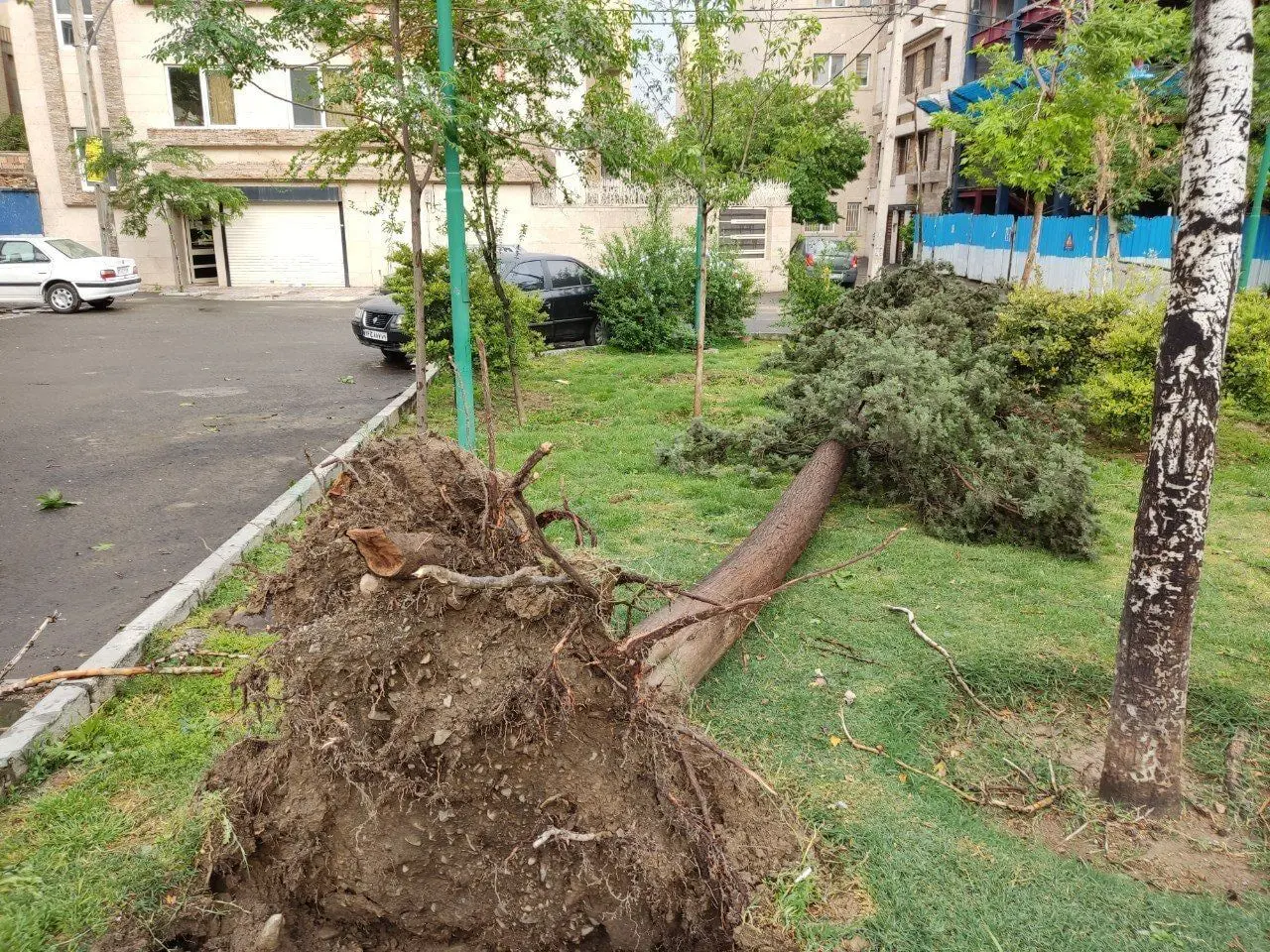 رفع خطر درختان شکسته‌شده ناشی از طوفان شب گذشته تهران
